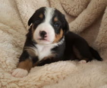 Entlebucher 